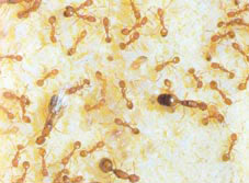 Фараоновы муравьи