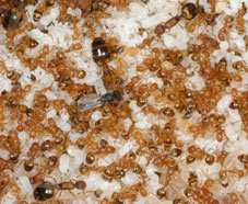 Фараоновы муравьи